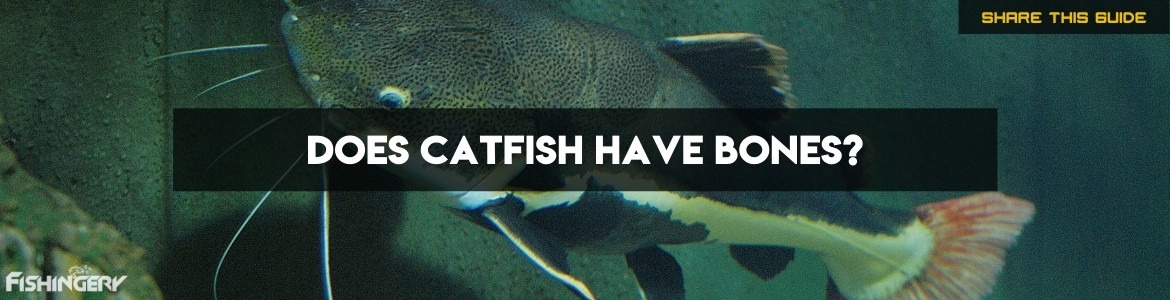 Cover Image of Does Catfish Have Bones