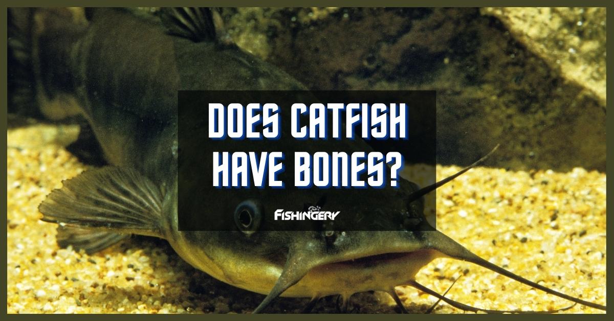 Does Catfish Have Bones