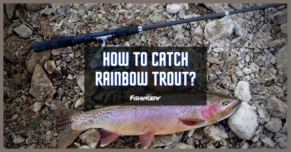 How To Catch Rainbow Trout