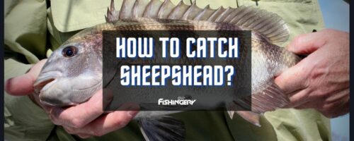 How To Catch Sheepshead? (All You Need to Know)