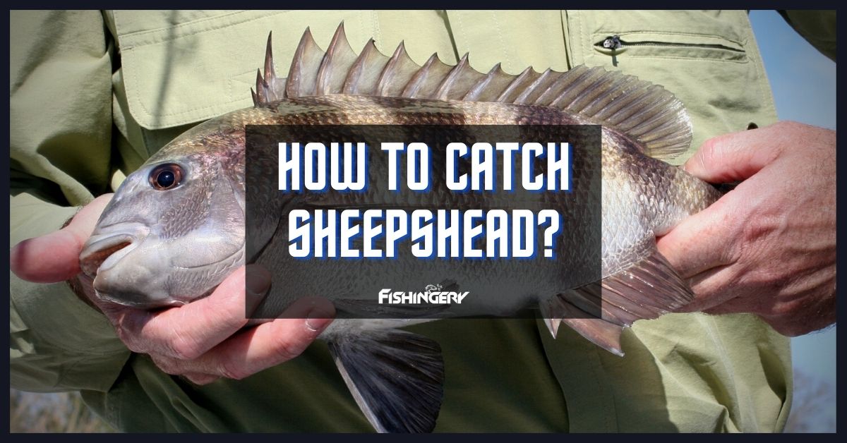 How To Catch Sheepshead