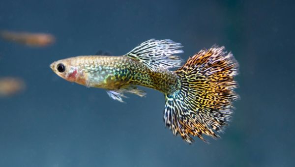 Image of Fully grown and adult Guppies