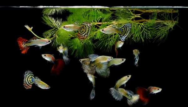 Image of Guppies inside fish tank
