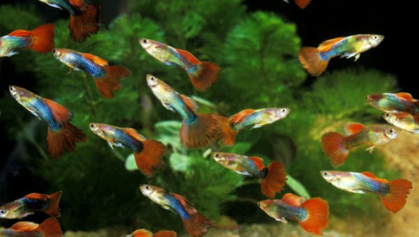 Image of some Guppies