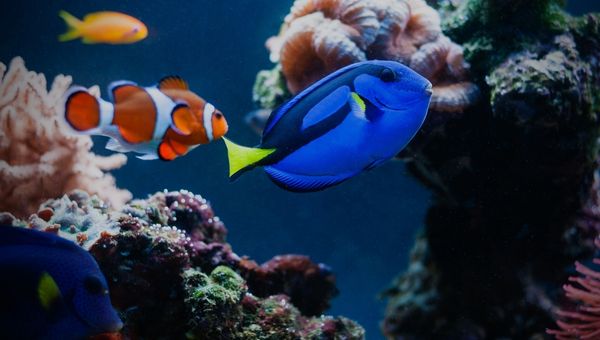 Image of the Palette Surgeonfish The Dory