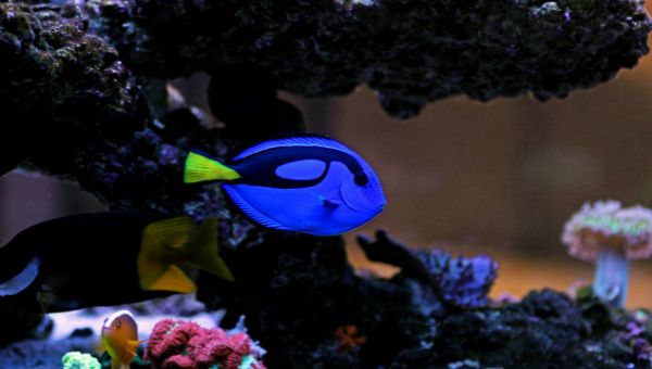 Image of the pacific blue tang
