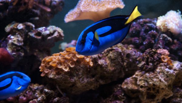 Image of two blue tang fish