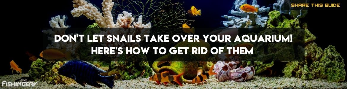 how to get rid of snails in fish tank