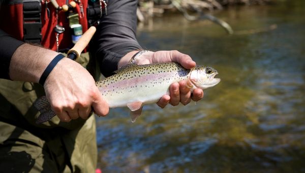 image of a person holding rainbow trout with hands