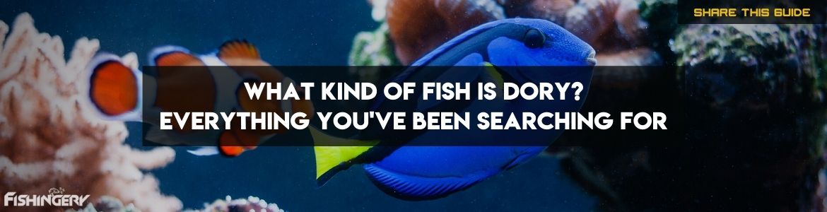 what is a dory fish