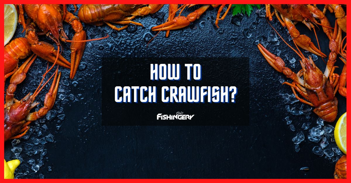How To Catch Crawfish