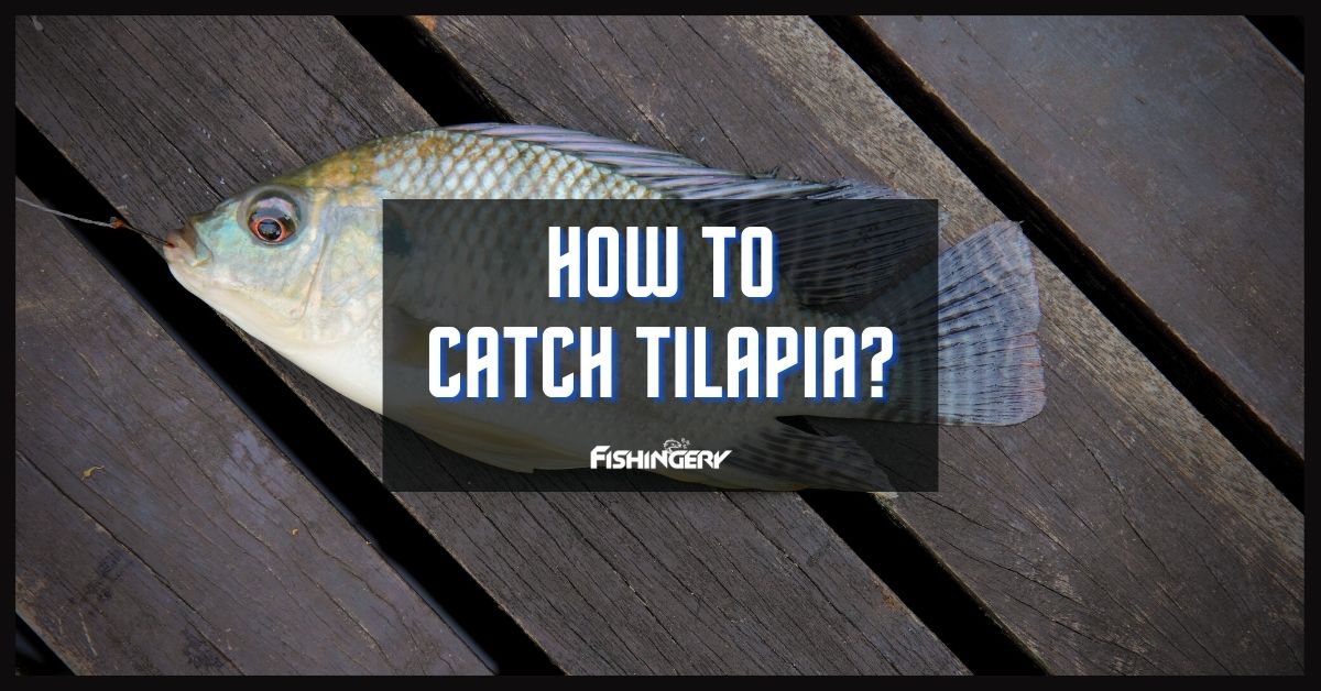 How To Catch Tilapia