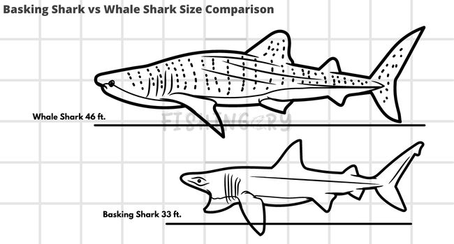 Infographic Basking Shark vs Whale Shark Size Comparison