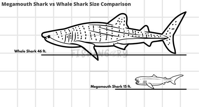 Infographic Megamouth Shark vs Whale Shark Size Comparison