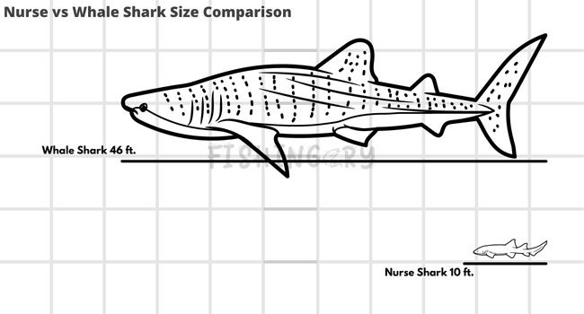 Infographic Nurse vs Whale Shark Size Comparison