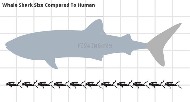 Infographic Whale Shark Size Compared To Human
