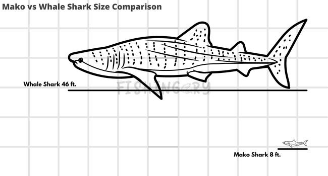 Mako vs Whale Shark Size Comparison