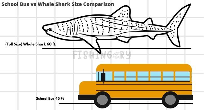 School Bus vs Whale Shark Size Comparison