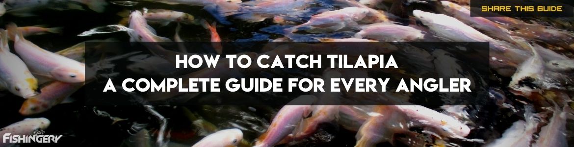 how to catch tilapia in a pond