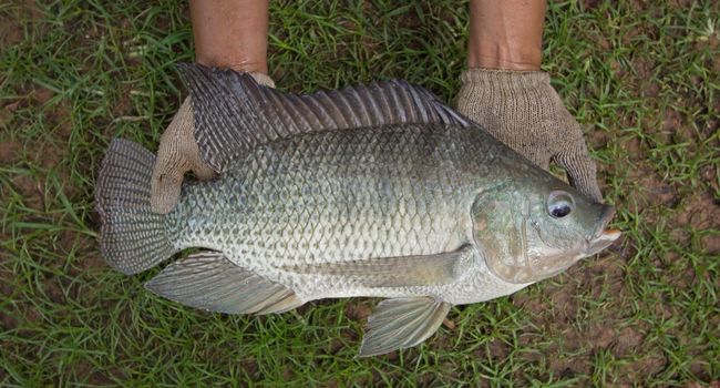 person holding Tilapia fish in hands