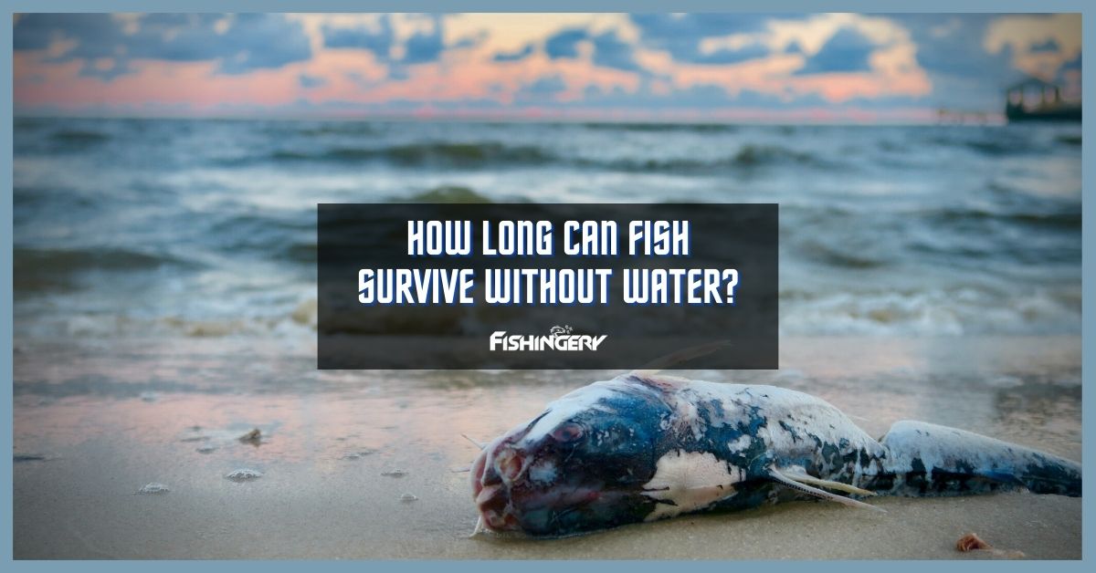 How Long Can A Fish Live Out Of Water