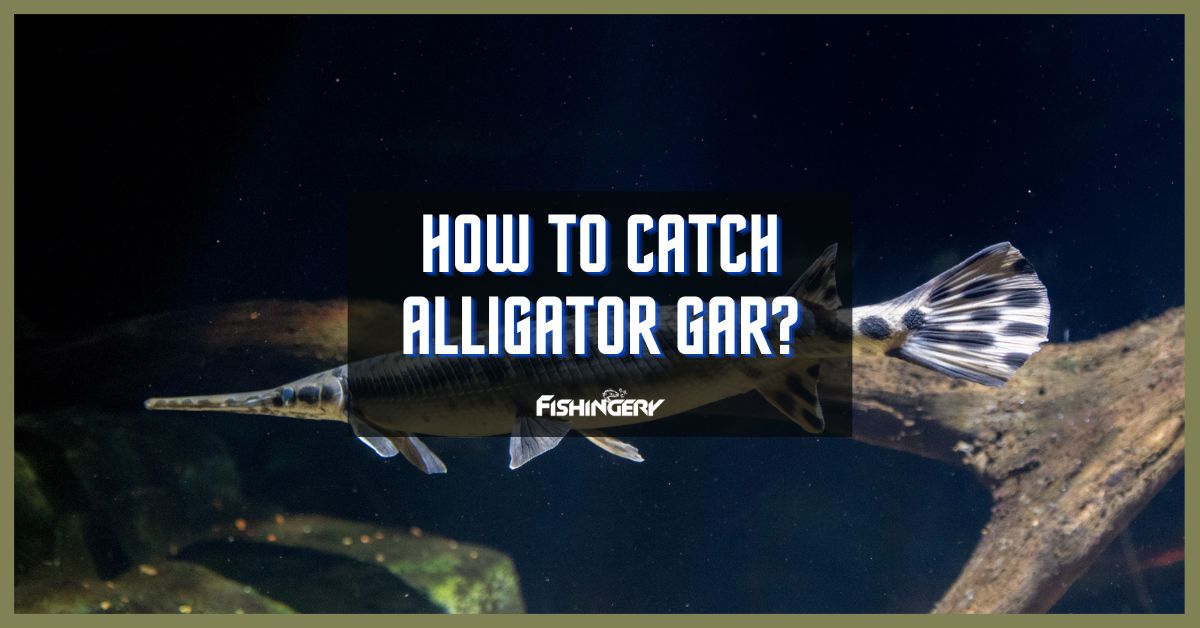 How To Catch Alligator Gar