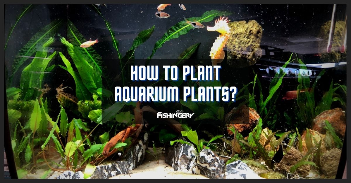 How To Plant Aquarium Plants