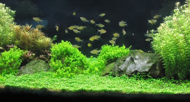 Image of aquarium with plants and small fishes