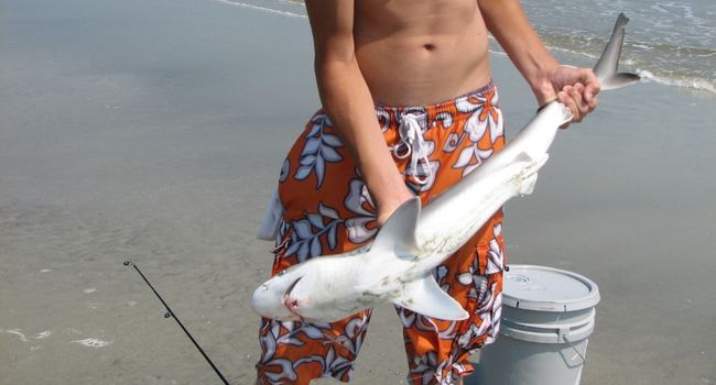 Person caught a shark from the beach