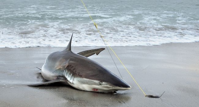 how to catch sharks off the beach