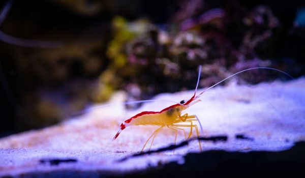 image of Pacific Cleaner Shrimp