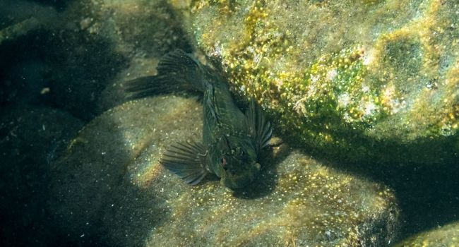 image of Rockskipper Fish underwater