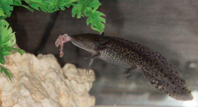 image of a Axolotl eating something