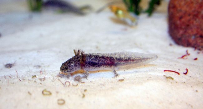 image of a Axolotl larvae
