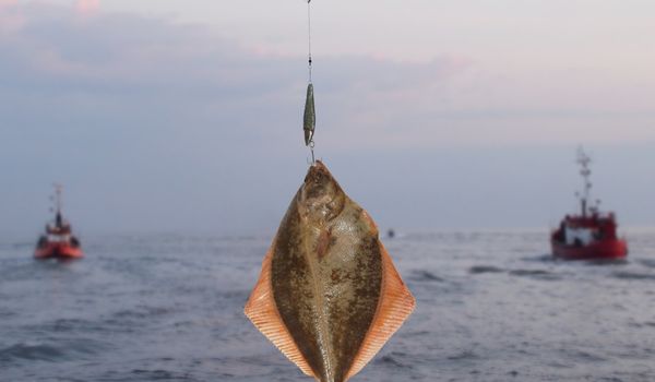 image of a flounder fish hanging by fish hook