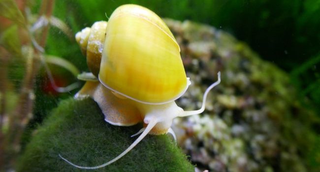 image of a golden apple snail