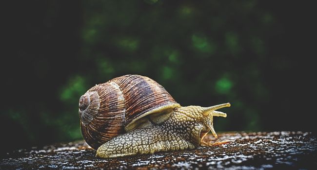 image of a snail in the garden