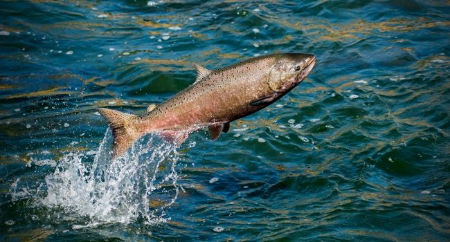 image of an hen salmon jumping in water