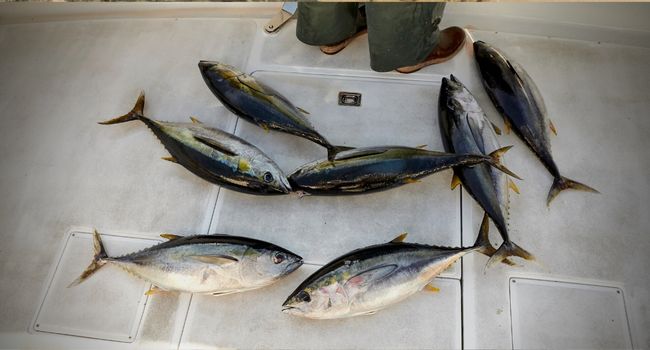 image of seven yellowfin tunas caught by angler