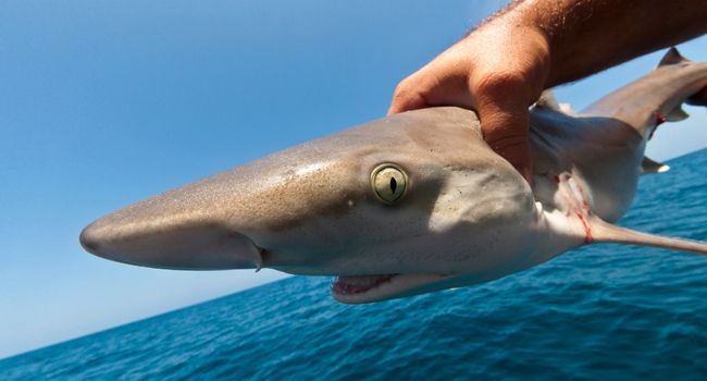 image of the spiny dogfish shark