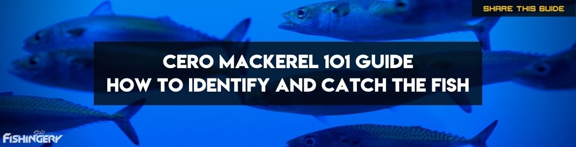 An all in one information guide on Cero Mackerel