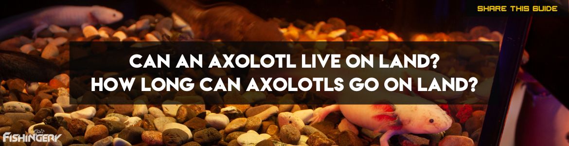 Can An Axolotl Live On Land