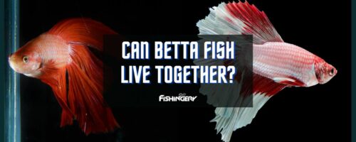 Do Betta Fish Live Together In The Same Tank?