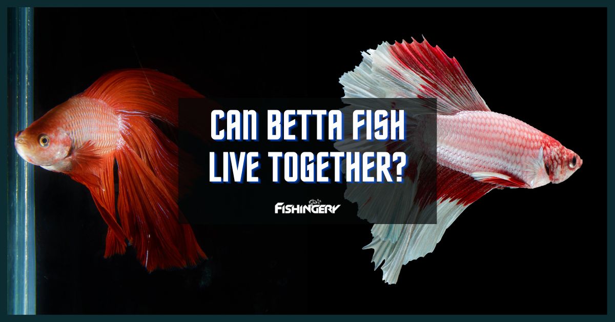 Can Betta Fish Live Together