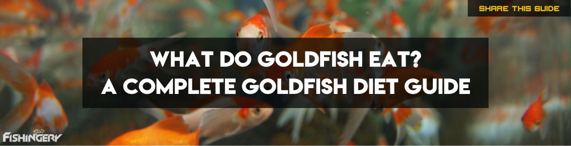 Complete Guide On Goldfish Diet