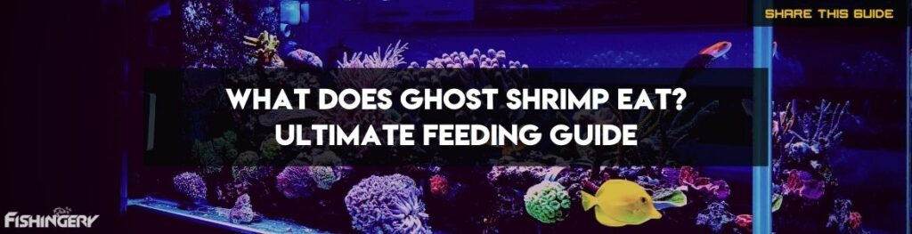 Diet Guide on What Does Ghost Shrimp Eat