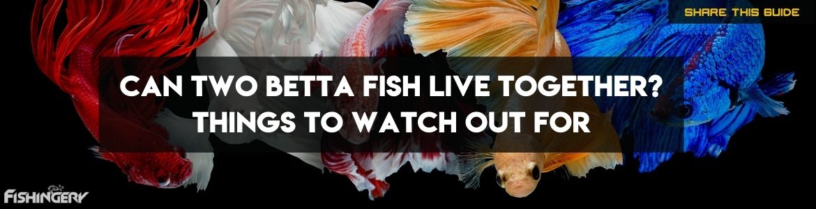 Do Betta Fish Live Together In Same Tank