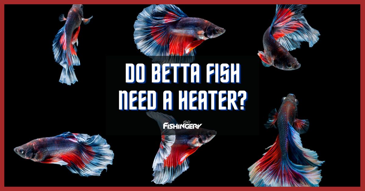 Do Betta Fish Need A Heater