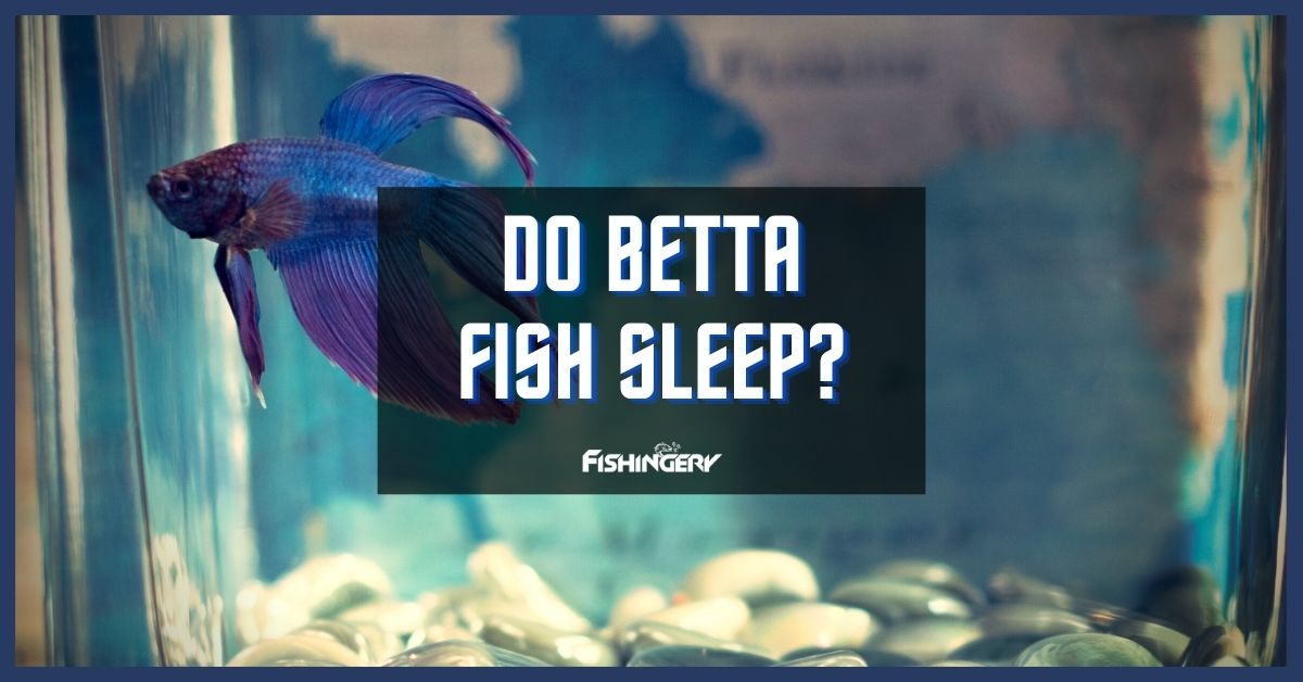 Do Betta Fish Sleep