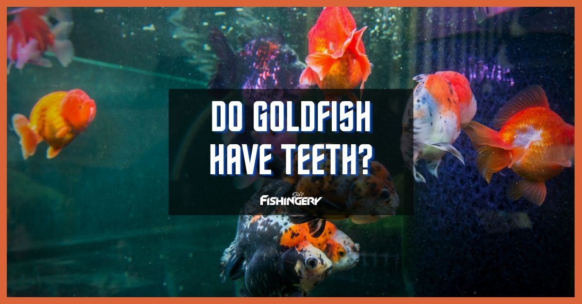 Do Goldfish Have Teeth